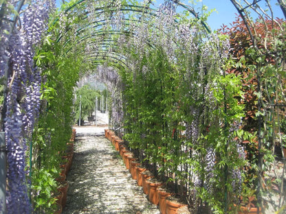 Pergolato ricoperto dal Glicine Wisteria Black Dragon con fiori viola pendenti lungo il vialetto