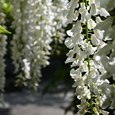 Grappoli pendenti di Glicine Wisteria brachybotrys Shiro Capitan Fuji in fioritura