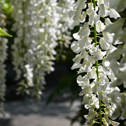 Grappoli pendenti di Glicine Wisteria brachybotrys Shiro Capitan Fuji in fioritura