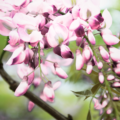 Dettaglio dei fiori rosa chiaro del Glicine Wisteria brachybotrys Showa Beni