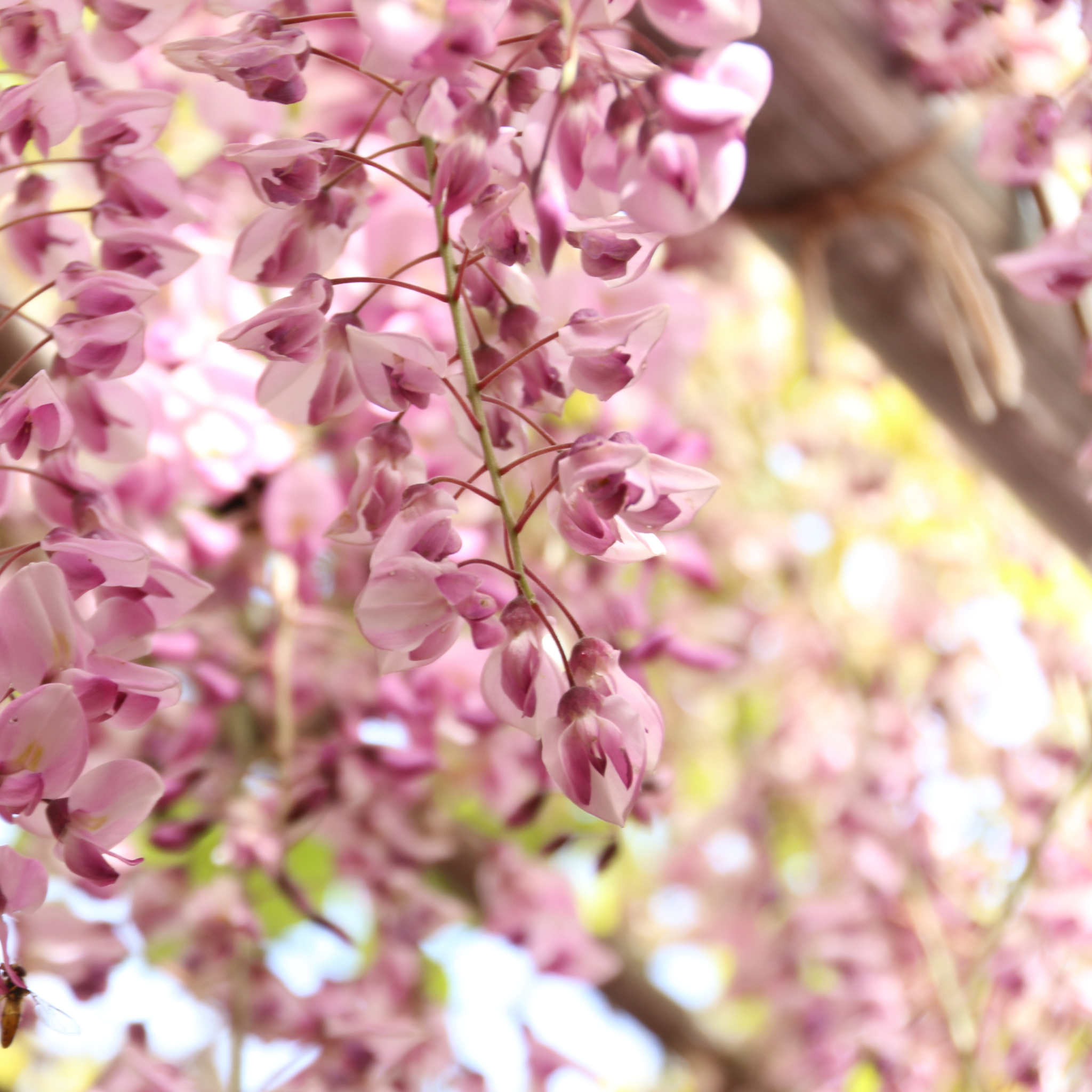 Grappoli di fiori rosa del Glicine Wisteria brachybotrys Showa Beni in fioritura