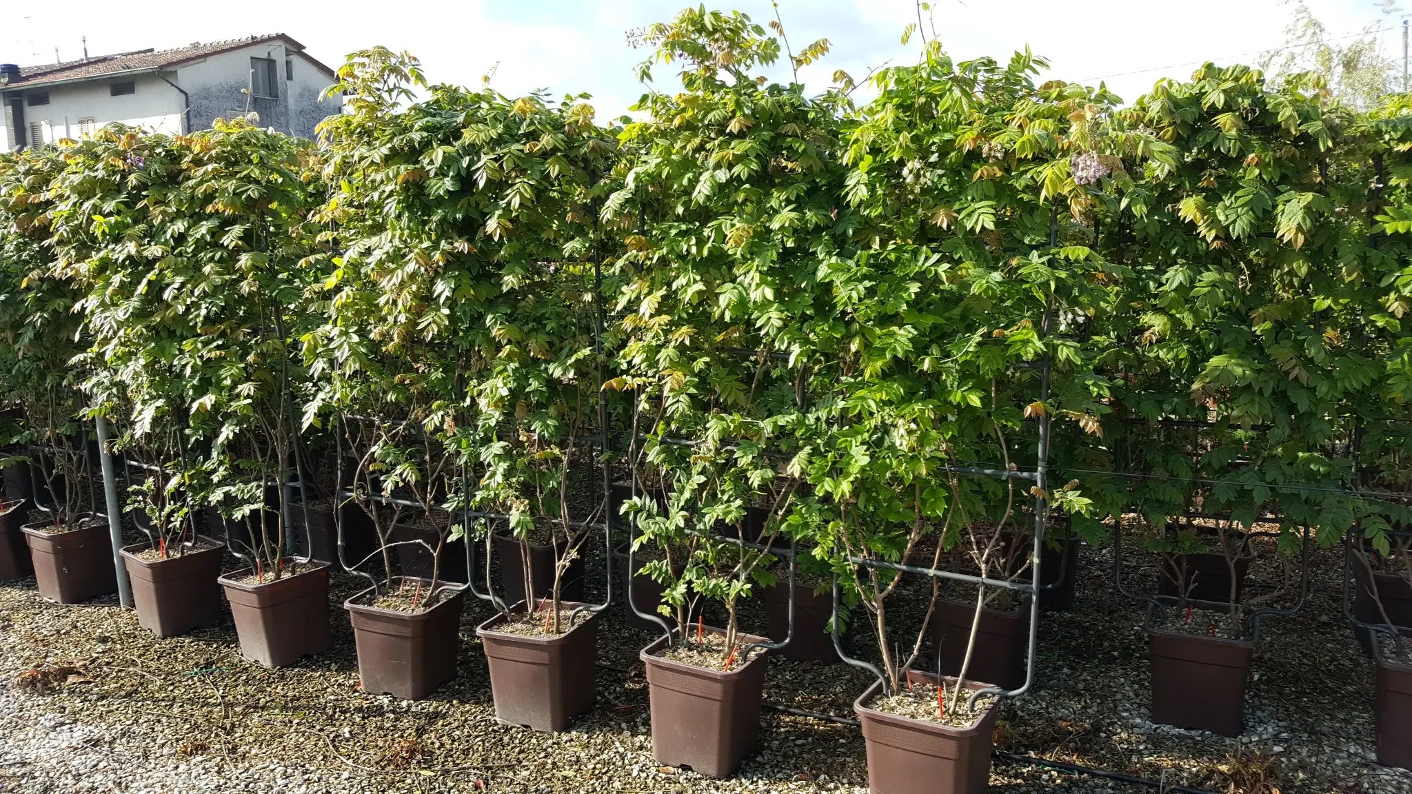 Piante di Glicine Wisteria brachybotrys Showa Beni coltivate in vivaio