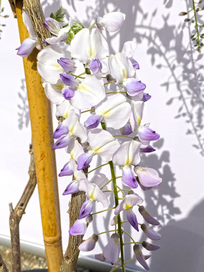 Grappolo di fiori lilla e bianchi del Glicine Wisteria floribunda Jissai