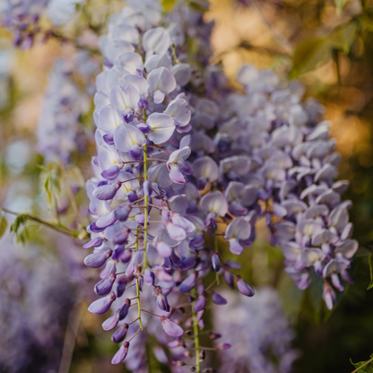 Dettaglio della fioritura viola chiaro del Glicine Wisteria floribunda Jissai