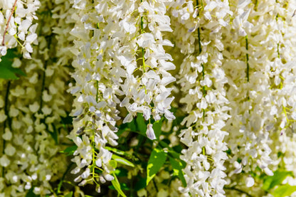 Grappoli pendenti di fiori bianchi del Glicine Wisteria floribunda Kapitan Fuji