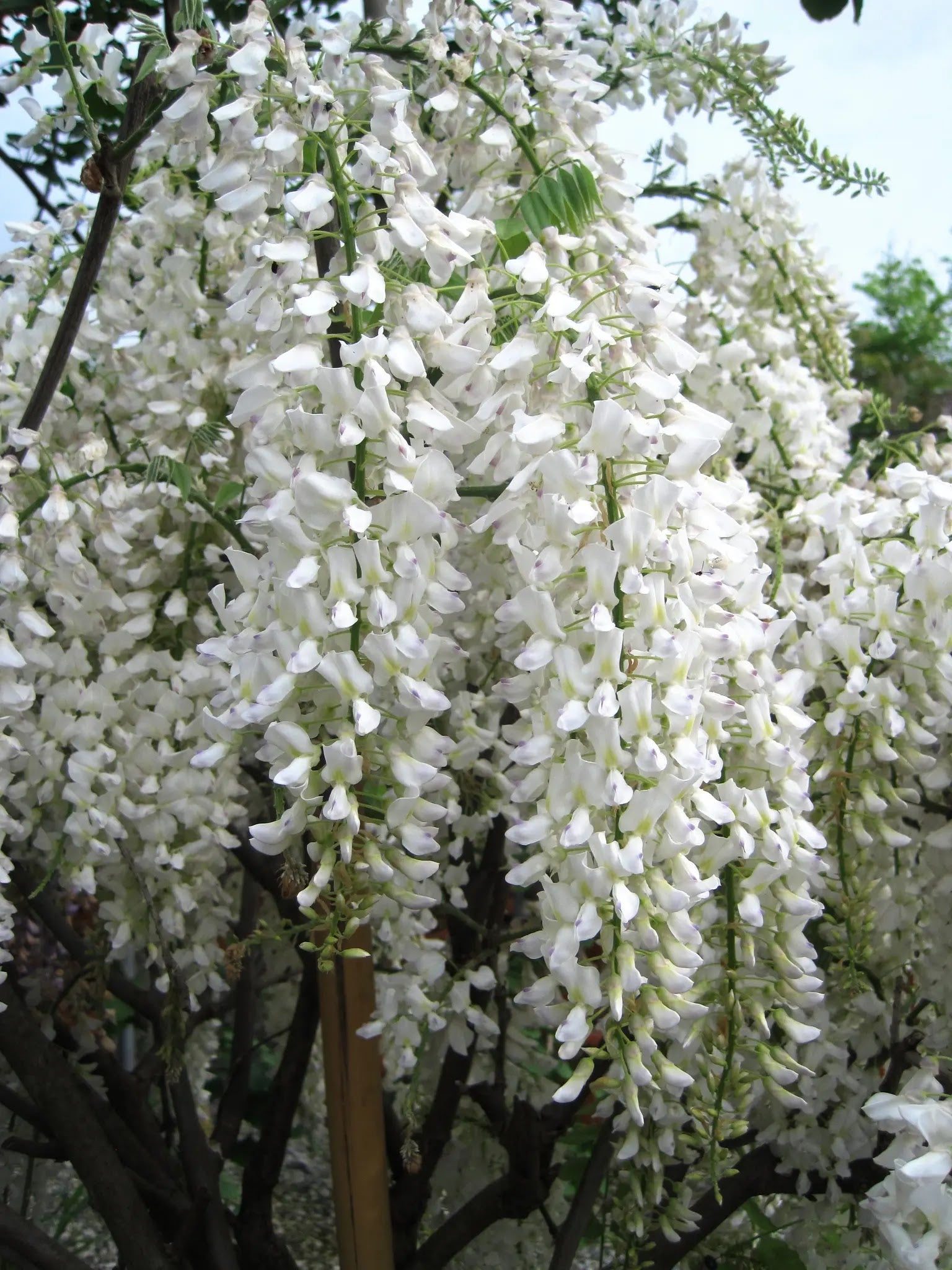 Lunghi grappoli di fiori bianchi del Glicine Wisteria floribunda Longissima Alba