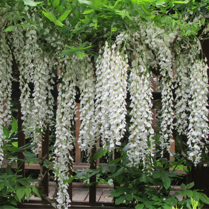 Pergolato ricoperto dal Glicine Wisteria floribunda Longissima Alba con abbondante fioritura bianca
