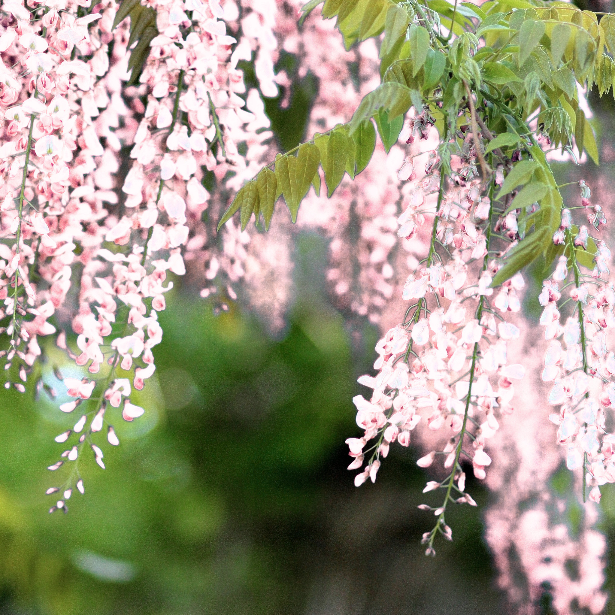 Dettaglio dei fiori rosa del Glicine Wisteria floribunda Rosea in fioritura