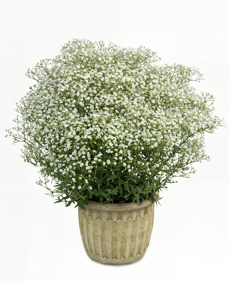Gypsophila paniculata 'White Flare' in piena fioritura, un velo bianco nel giardino.