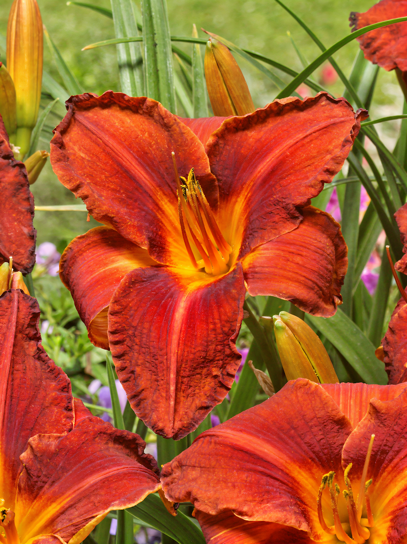 Hemerocallis 'Amadeus' in piena fioritura, giglio d'un giorno rosso-arancio in un giardino soleggiato