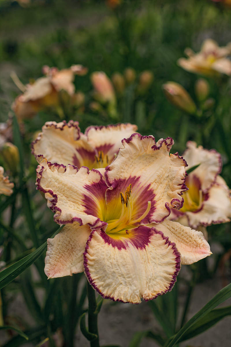 Hemerocallis 'Antique Linen' in piena fioritura con petali color crema e oro