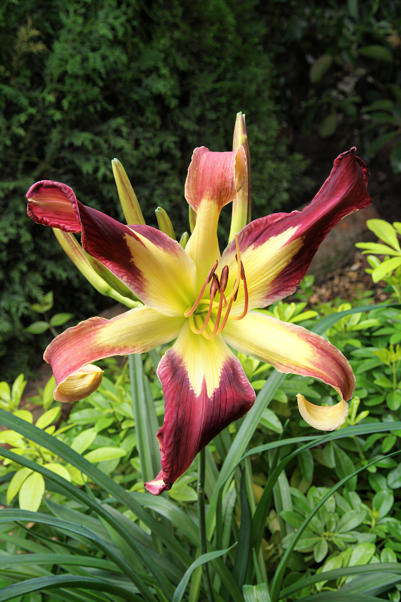 Hemerocallis 'Applique' in piena fioritura, un tocco di colore per il giardino