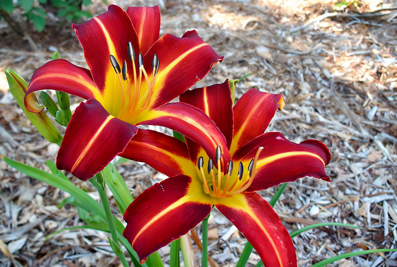Hemerocallis Autumn Red in piena fioritura, un tocco di colore vibrante nel giardino