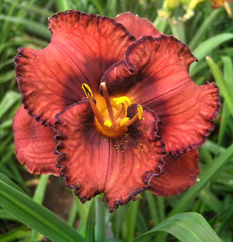 Hemerocallis 'Berrylicious' in piena fioritura, un tocco di colore vivace per il giardino