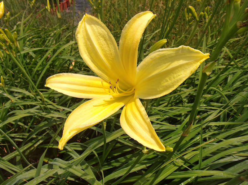 Hemerocallis Citrina, giglio diurno giallo in piena fioritura per un giardino luminoso