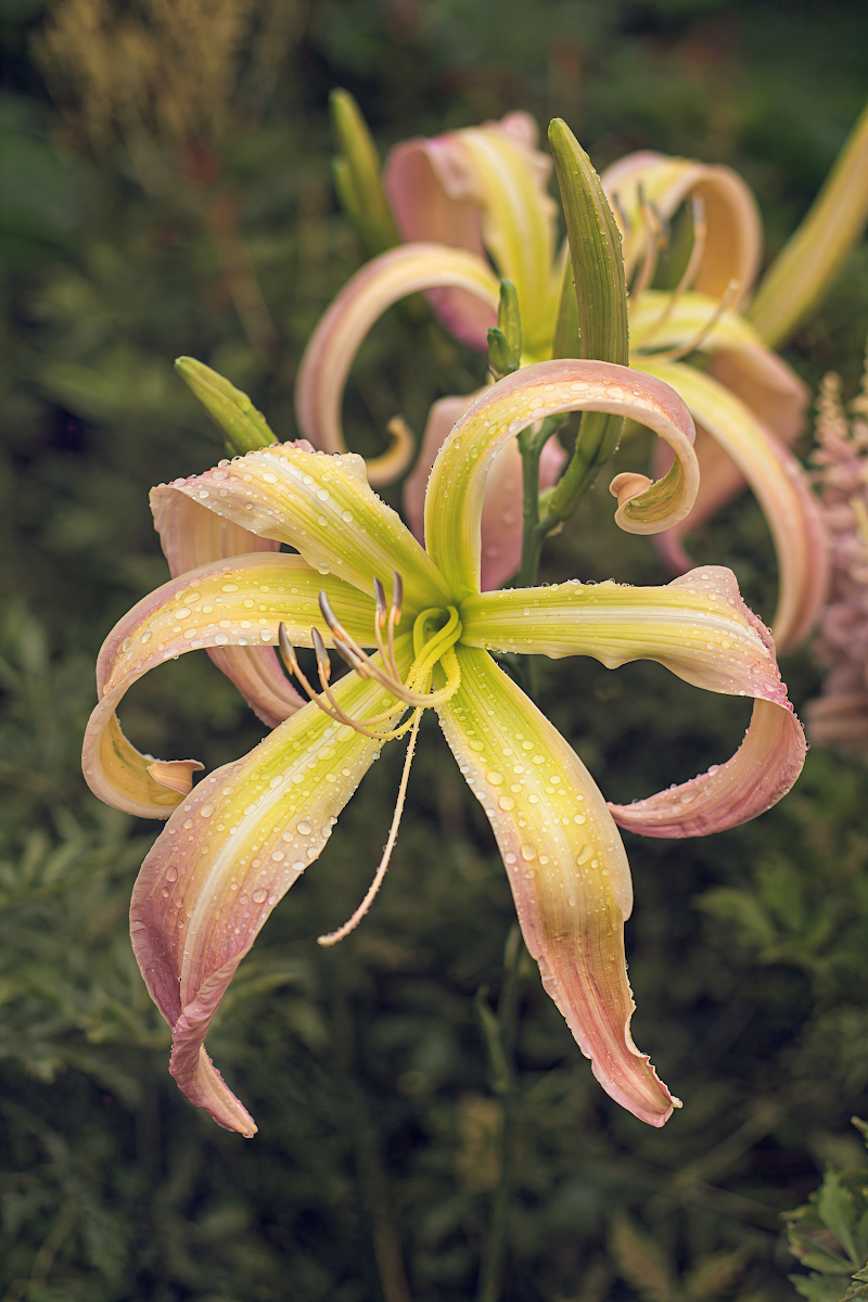Hemerocallis 'Desert Icicle' giglio diurno spider in piena fioritura, design giardino