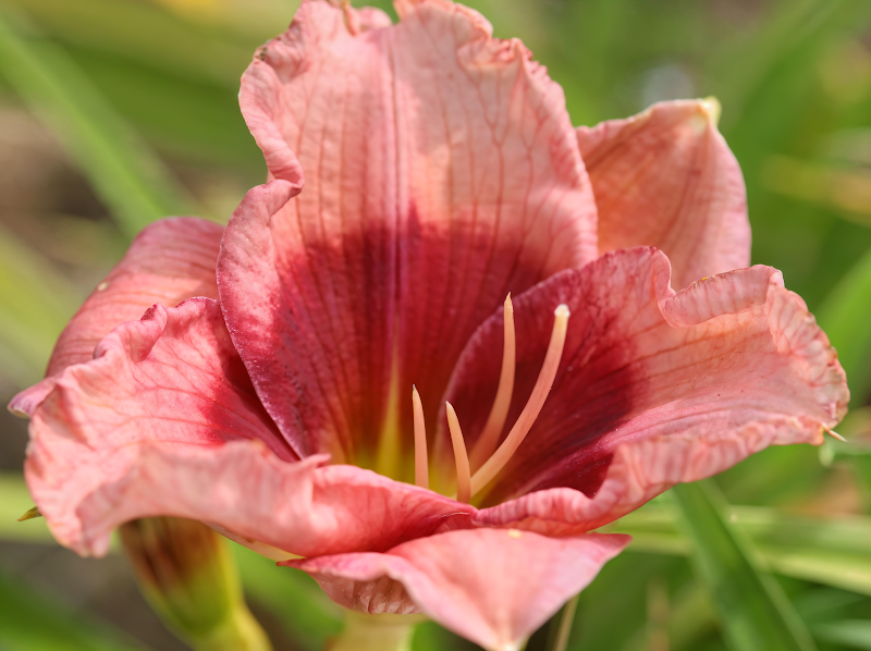 Hemerocallis 'Dragon's Eye' in fiore, primi piani dei petali magenta con occhio giallo-verde