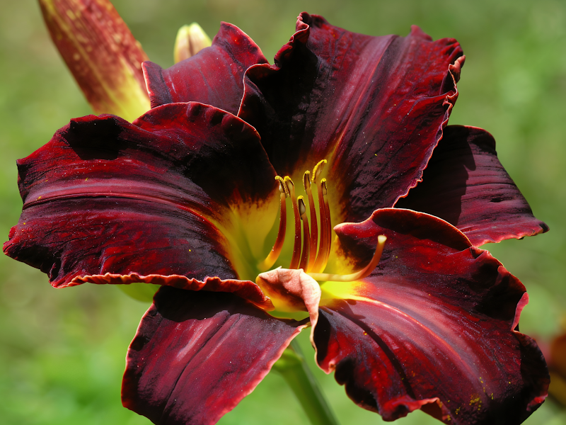 Hemerocallis Ed Murray in piena fioritura, rosso intenso nel giardino