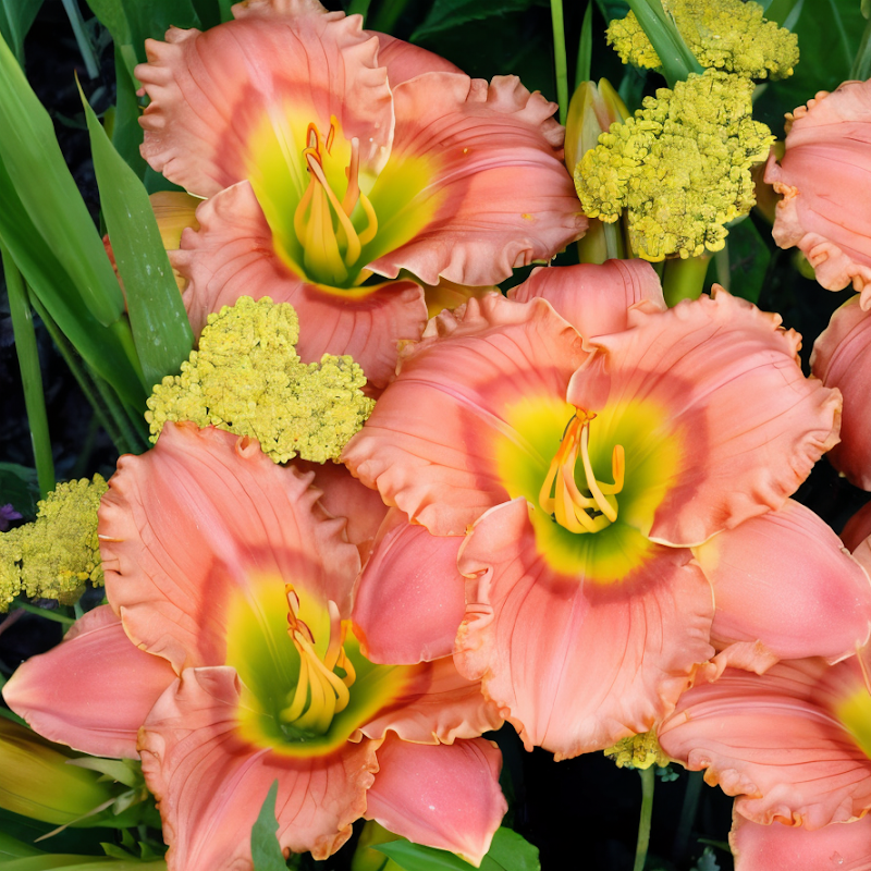 Hemerocallis Elegant Candy fiori rosa e crema in un giardino soleggiato