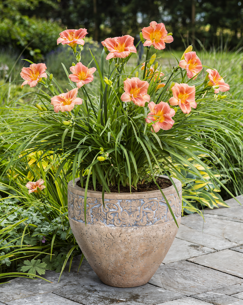 Hemerocallis 'Everdaylily Cerise' in piena fioritura, un'esplosione di colore nel giardino.