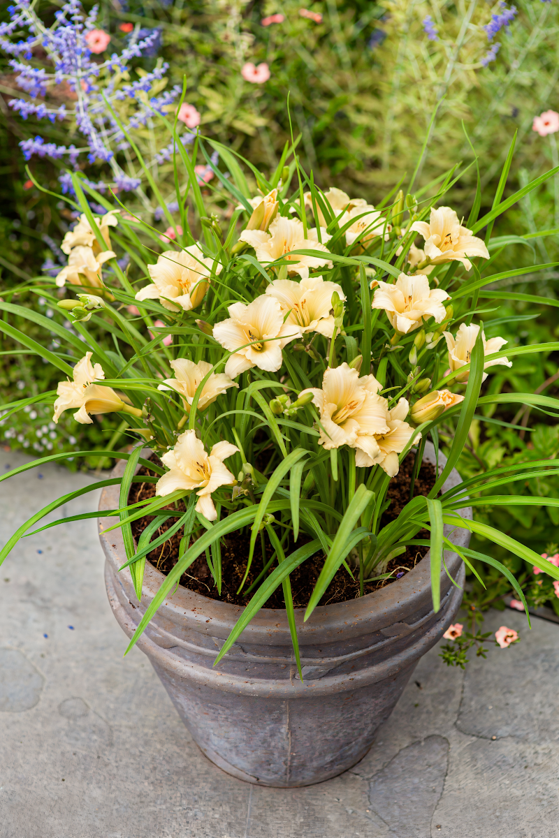 Hemerocallis 'Everdaylily Cream' in piena fioritura, un'esplosione di crema nel giardino