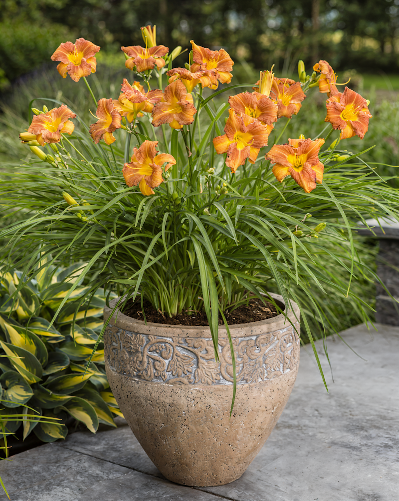 Hemerocallis 'EveryDaylily Bronze' in piena fioritura con petali color bronzo-arancio