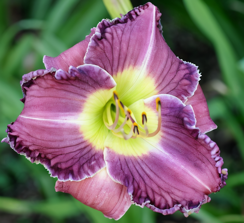 Hemerocallis 'Forgotten Dreams', Giglio diurno rosa e giallo nel giardino