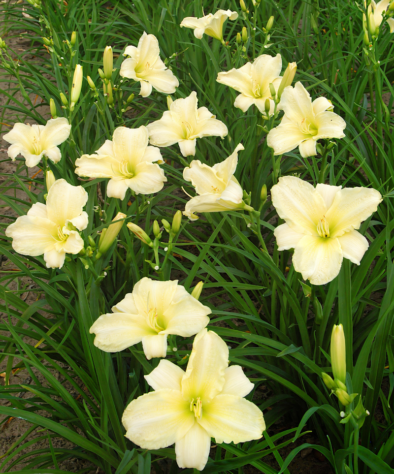 Hemerocallis 'Ice Carnival' in piena fioritura, giglio di un giorno bianco-crema in giardino