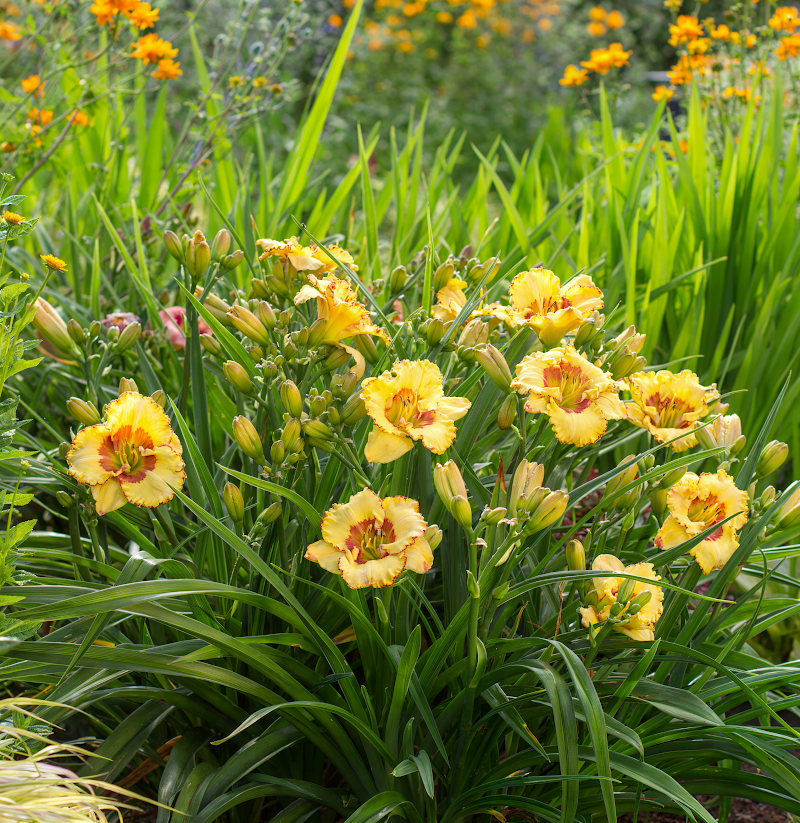 Hemerocallis 'Irresistible Charm' in piena fioritura, giglio da giorno doppio arancione