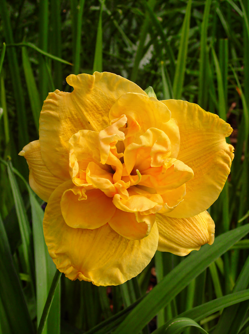 Hemerocallis Patricia Jojo fiori doppi rosa nel giardino soleggiato
