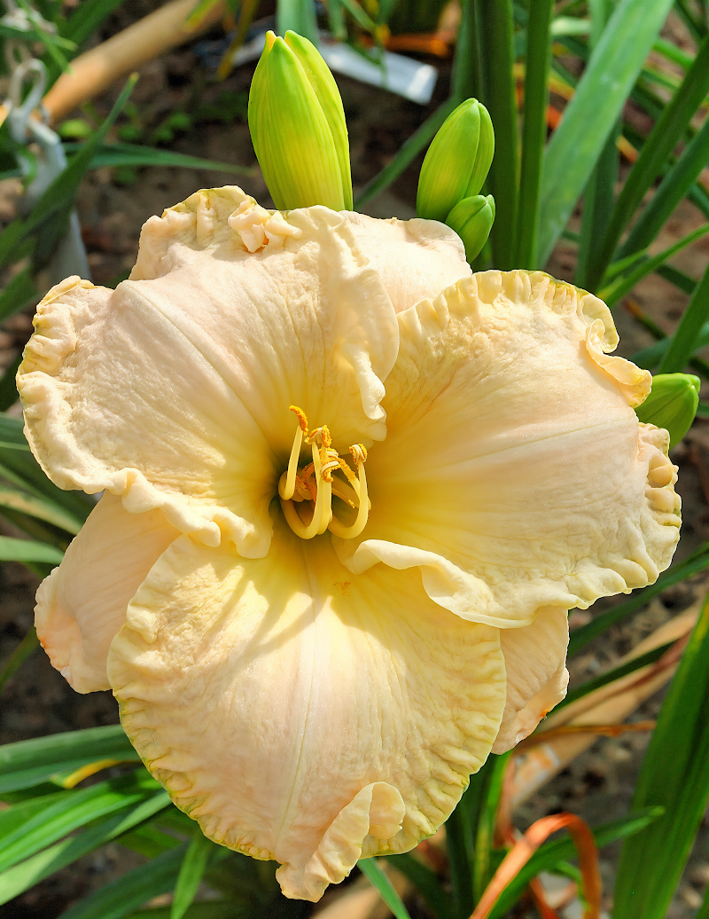 Hemerocallis 'Prayerful Vigilance', fiori delicati crema e rosa in un giardino estivo