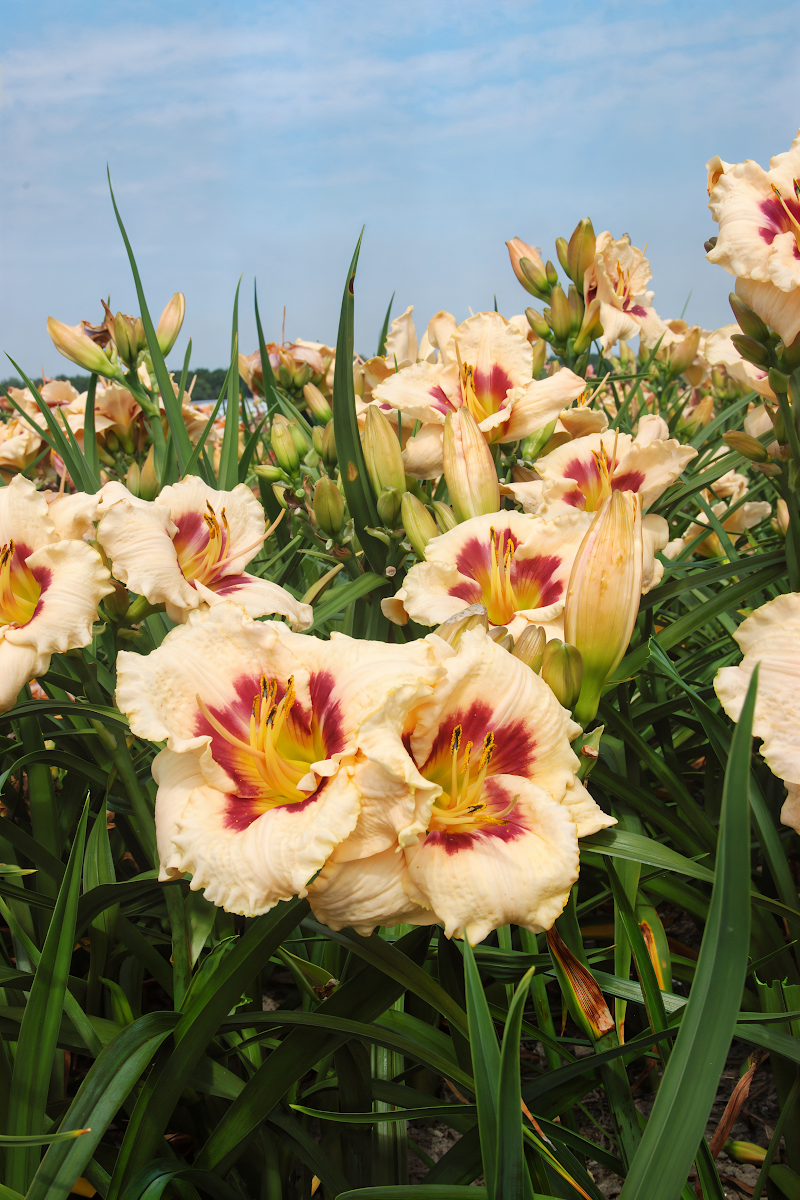 Hemerocallis Rainbow Candy in piena fioritura con petali colorati in un giardino