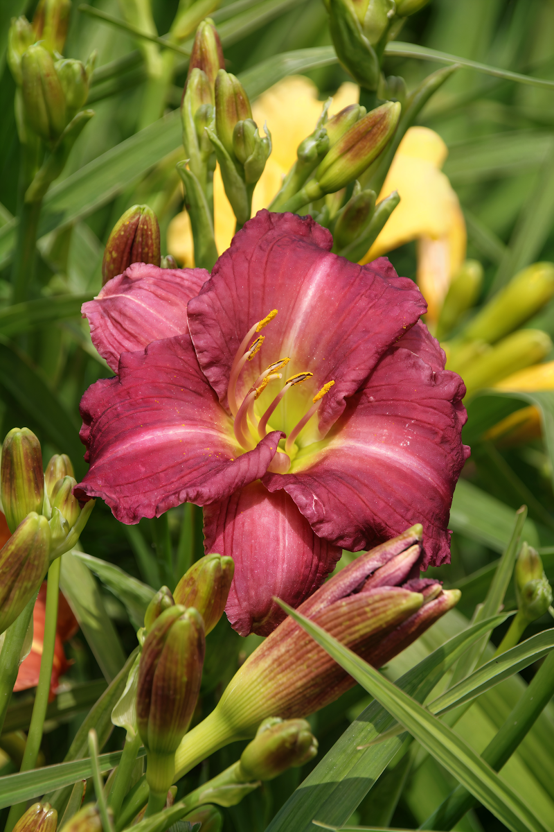Hemerocallis 'Scentual Sundance' in piena fioritura, un tocco di colore giallo brillante nel giardino.