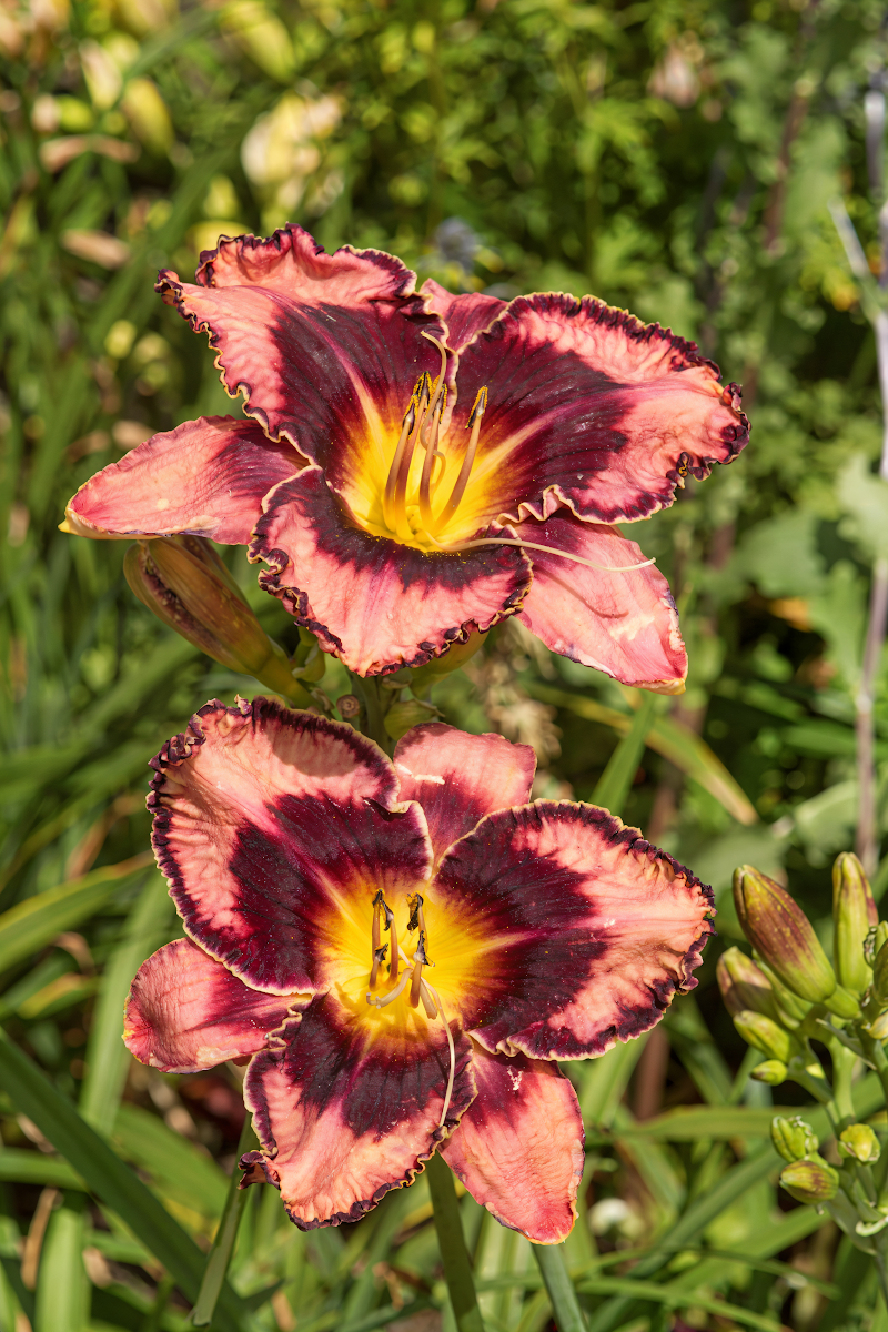 Hemerocallis 'Simmons Overture' in piena fioritura con fiori giallo-crema e occhi viola scuro in giardino