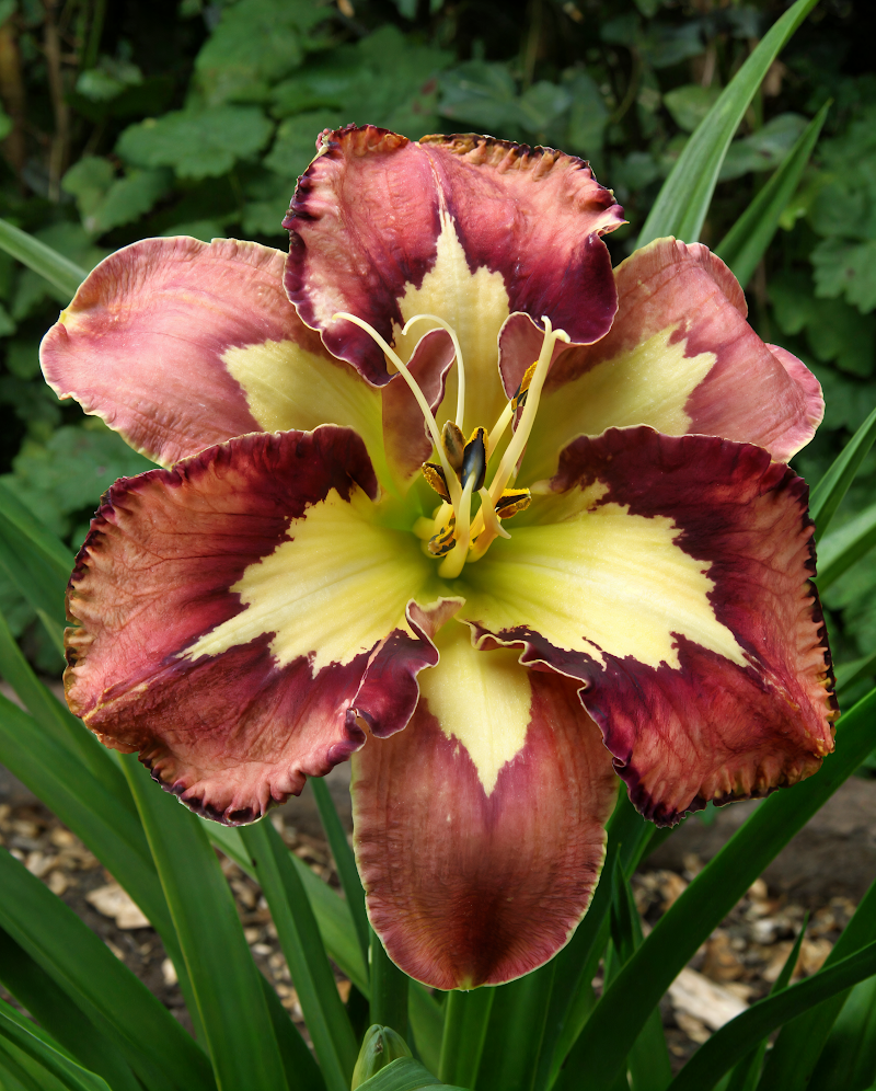 Hemerocallis Spacecoast Behaviour Pattern in piena fioritura in un giardino, toni pesca e viola