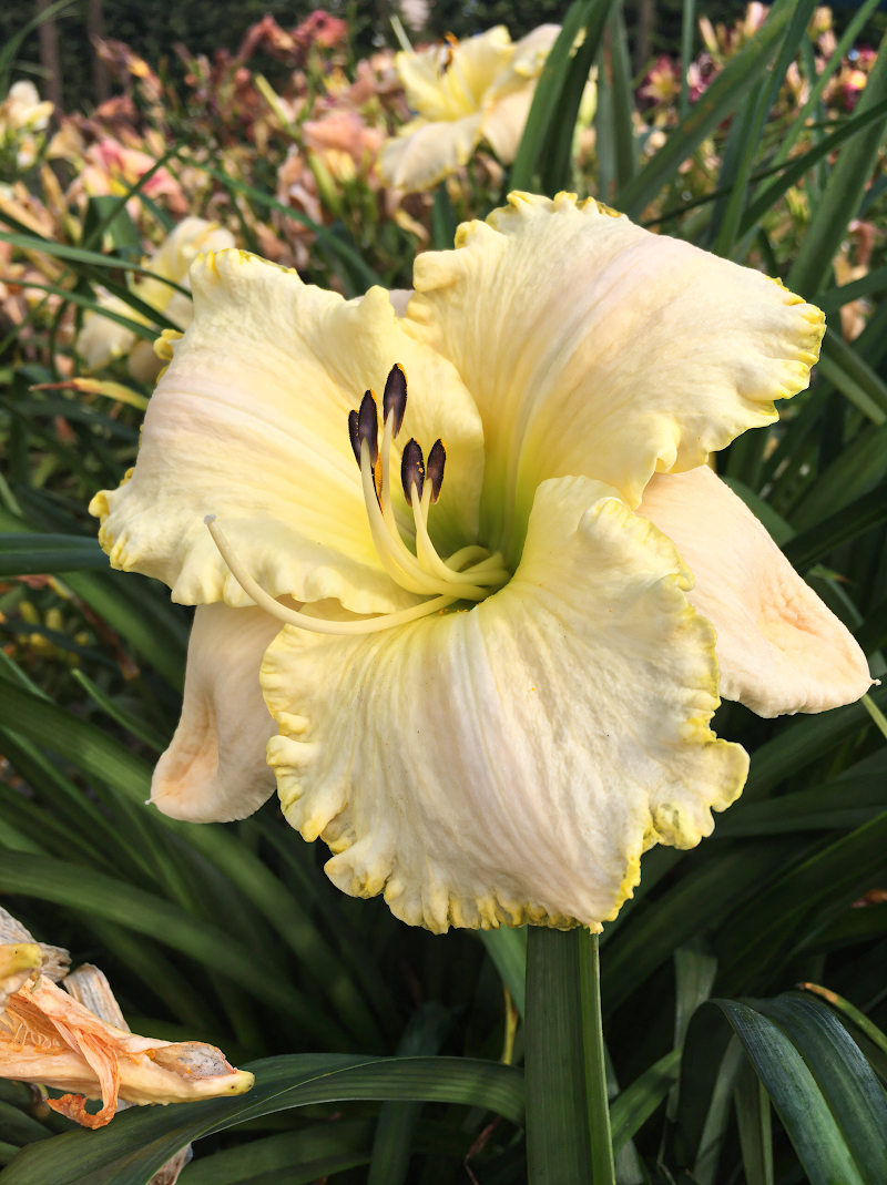 Hemerocallis Spacecoast White Out in piena fioritura, fiori bianchi eleganti