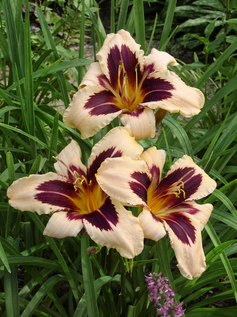 Hemerocallis 'Wild Horses' in fiore, primo piano dei petali bianchi e bordeaux.