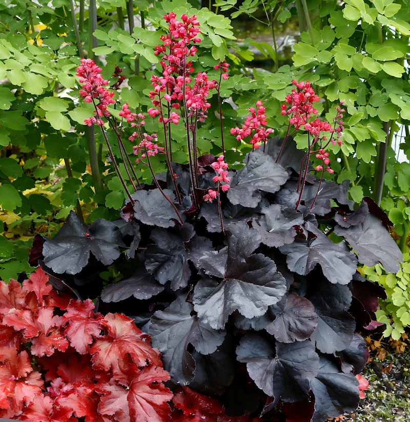 Heuchera 'Black Forest Cake' nel giardino d'ombra, fogliame scuro e fiori rosa
