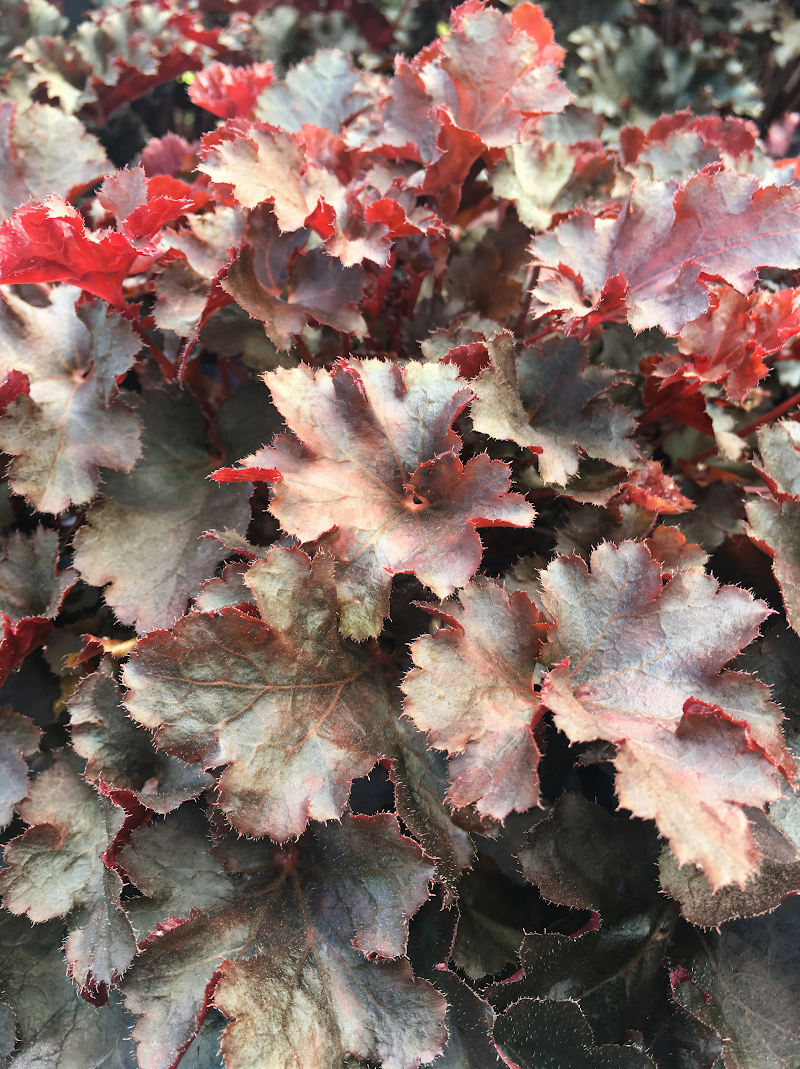 Heuchera 'Blackberry' con fogliame scuro in giardino ombreggiato