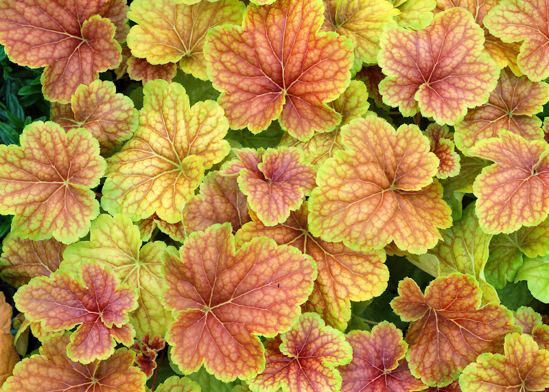 Heuchera 'Delta Dawn' con foglie variegate verde-lime e centro rosso borgogna, primo piano.