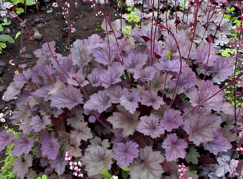 Heuchera 'Frosted Violet' in primo piano, foglie viola-argentate e venature scure in giardino ombreggiato