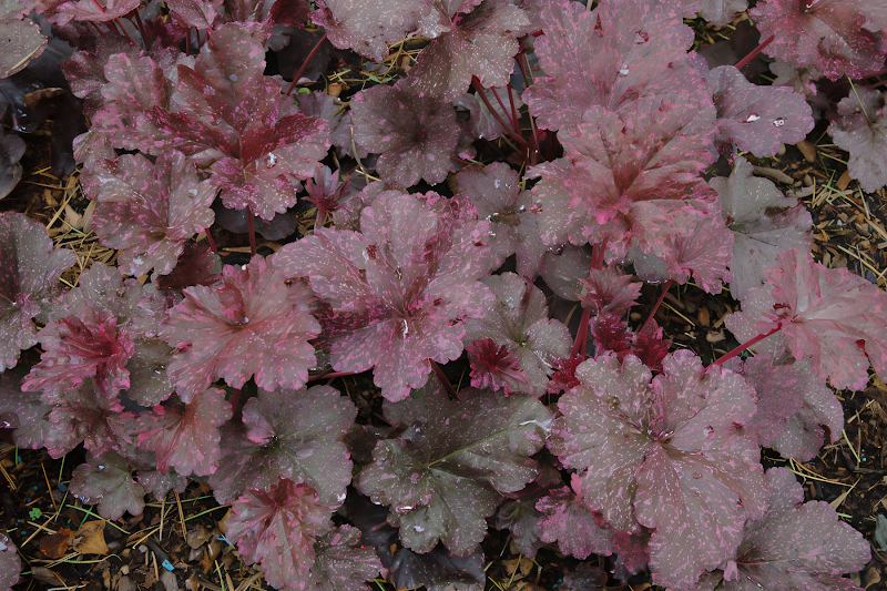 Heuchera Midnight Rose con fogliame scuro e macchie rosa in giardino