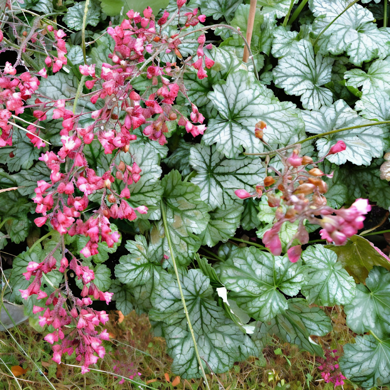 Heuchera Paris in primo piano, fogliame decorativo e fiori delicati
