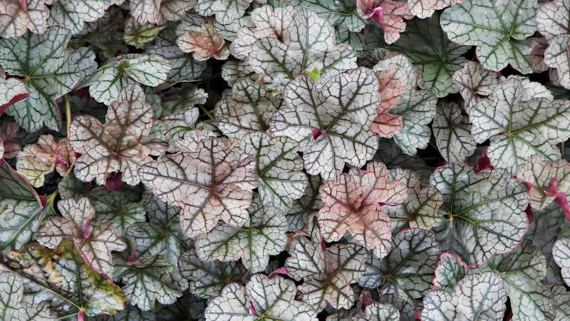 Heuchera Silver Scrolls foglie argentate con venature scure in giardino ombreggiato