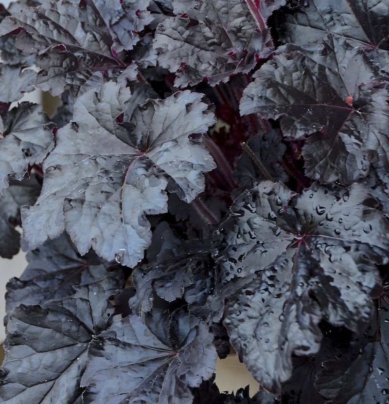 Heuchera 'Timeless Night' con foglie scure e fiori rosa in giardino