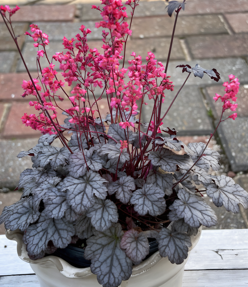 Heuchera 'Timeless Treasure' in fiore nel giardino ombreggiato