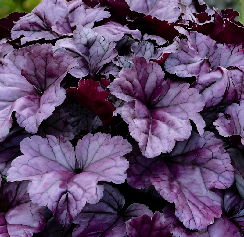 Heuchera Wildberry in vaso, foglie viola scuro con venature nere, sfondo giardino