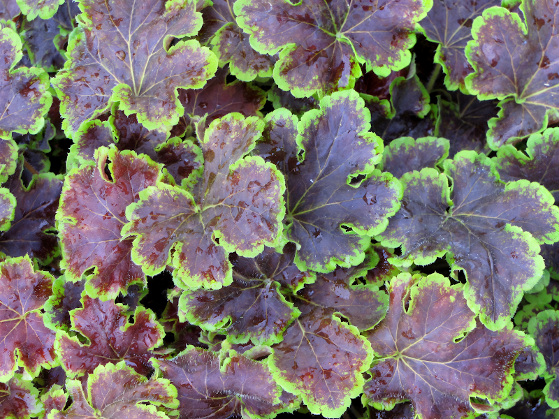 Heucherella 'Solar Eclipse' con foglie variegate rossastre e verdi in giardino