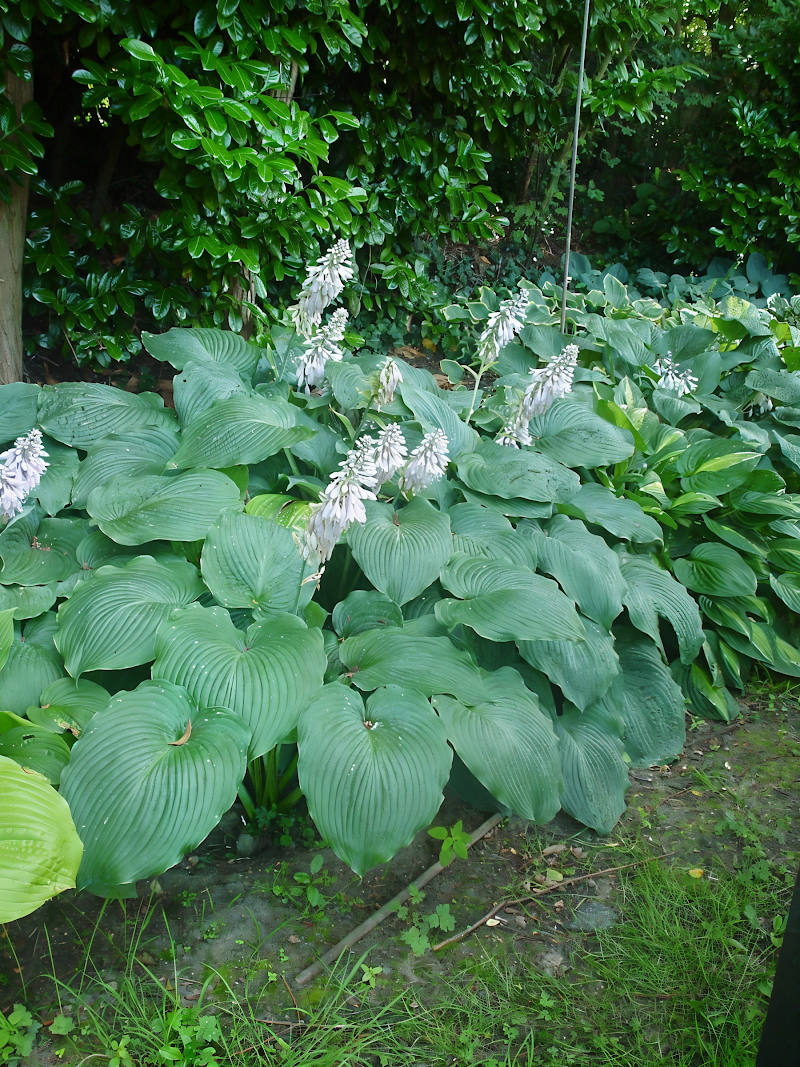 Hosta 'Blue Angel' in piena ombra, con foglie blu-verdi maestose