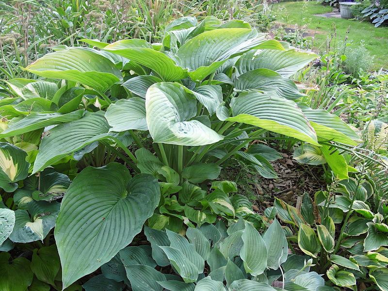 Hosta Empress Wu gigante nel giardino ombreggiato con foglie blu-verdi